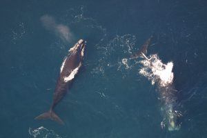 Dos ballenas francas australes