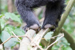 Pied de bébé gorille des montagnes