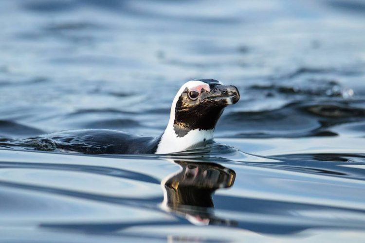 Un pingouin du Cap en Afrique du Sud