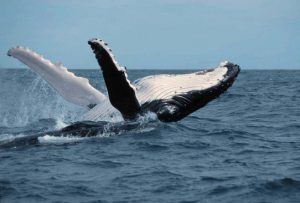 Una ballena jorobada saltando en el mar