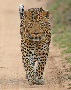 Un hermoso leopardo caminando sobre un camino de tierra