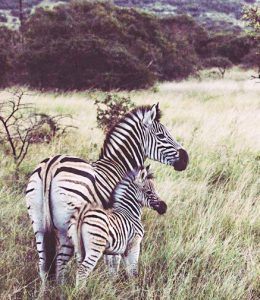 Zebras are seen in the open savannah