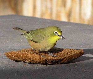 An orange river white eye spotted on a Namibian trek