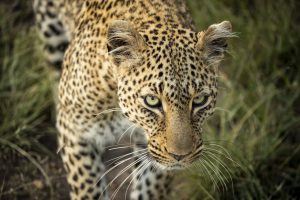 La mirada penetrante de un hermoso leopardo