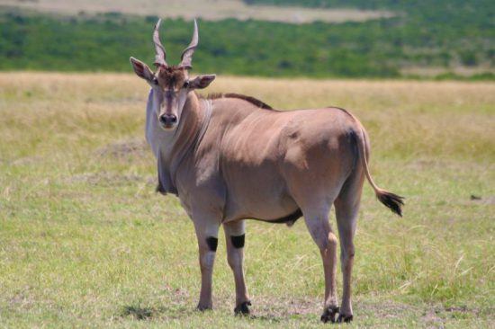 Eine Elenantilope auf einer grünen Wiese