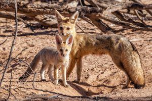 Foxes look at the camera entered into wildlife portraits