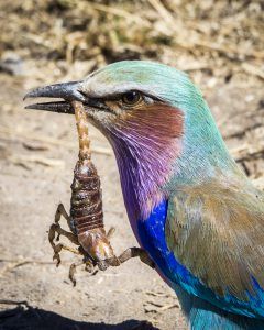 APOTY Photo: A lilac-breasted roller seen in Mala Mala Game Reserve