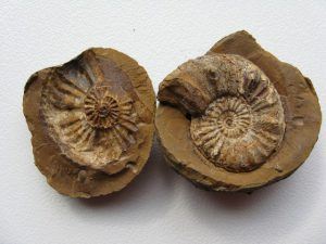 Fossile im West Coast Nationalpark an Südafrikas Westküste