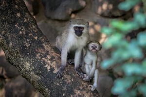 APOTY Photo: Two monkeys pose for a photo