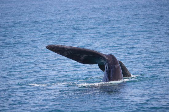 Ballena dejándose ver a través de su cola