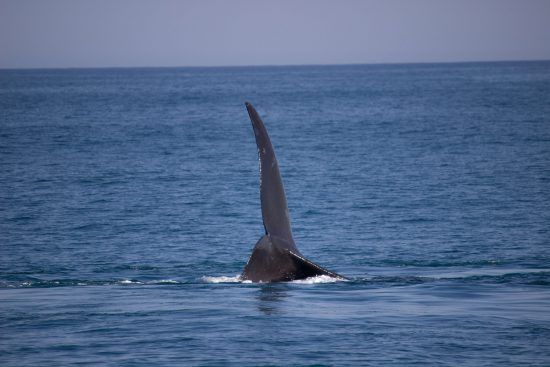 Baleine franche australe montrant sa queue dans la baie d'Hermanus