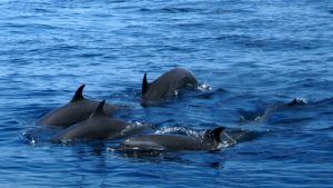 Spotting whales and dolphins in St Lucia