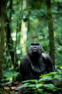 Gorilla found in the forest sanctuary entered into wildlife portraits