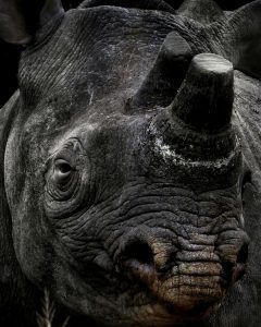 APOTY Photo: A dehorned rhino