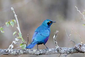 A cape glossy starling sits on a branch entered into wildlife portraits