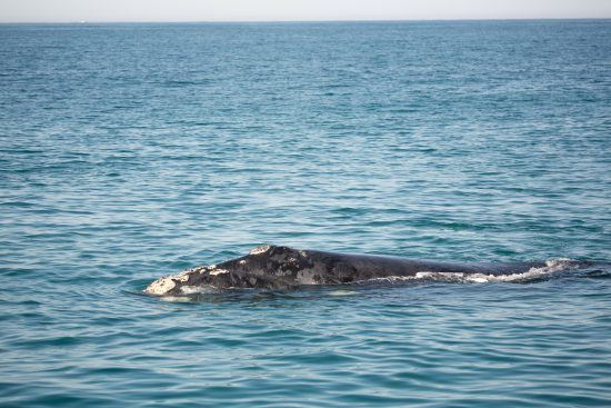 El característico lomo de la ballena franca austral