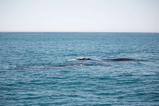 Southern rights whales breed in South African waters for 5 months each year