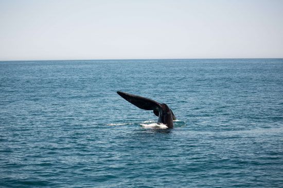 One of the larger members of the Marine Big 5, Humpback whales can weight around 25-30 metric tons