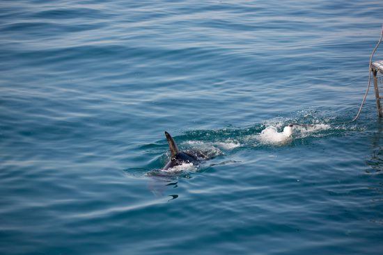 Great white sharks are the largest predatory fish on the planet