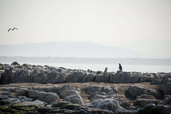 Les manchots du Cap sur l'île de Dyer : une espèce en danger.