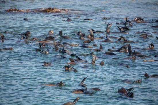 Otaries à fourrure du Cap sur l'île de Dyer dans la baie de Gansbaai et Hermanus.