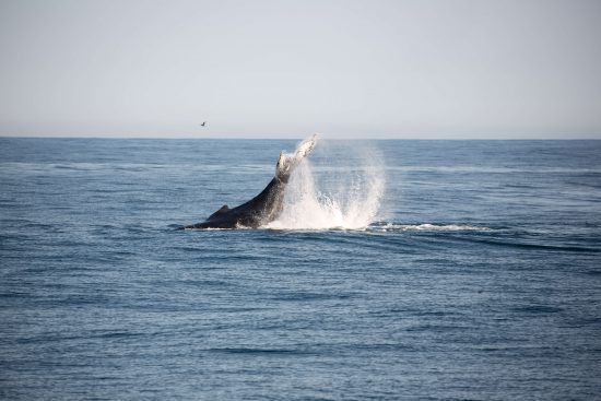 Baleines à bosse en Afrique du Sud à Hermanus dans le cadre d'une croisière d'observation des baleines