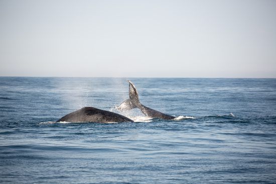 Observation des baleines à bosse à Hermanus en Afrique du Sud.