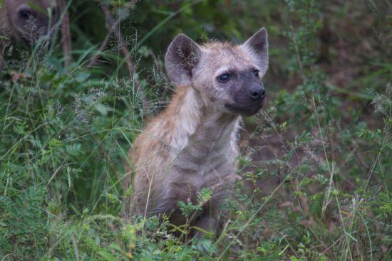 La hiena, uno de los animales más inteligentes del planeta