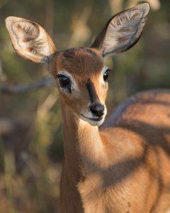 A female steenbok entered into wildlife portraits