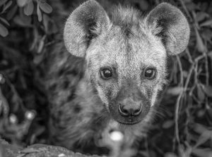 APOTY Photo: A baby hyena