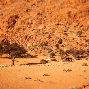 Two desert horses on a Namibian trek