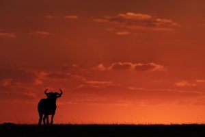 A wildebeest silhouette entered into wildlife portraits