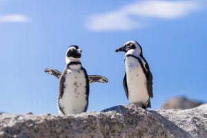 Los pingüinos de Ciudad del Cabo