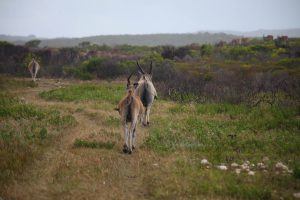 Other wildlife while spotting Whales in De Hoop Nature Reserve