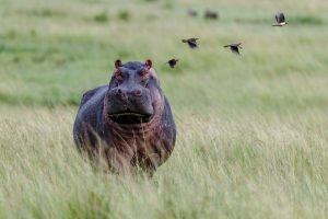 animaux d'afrique : hippopotame