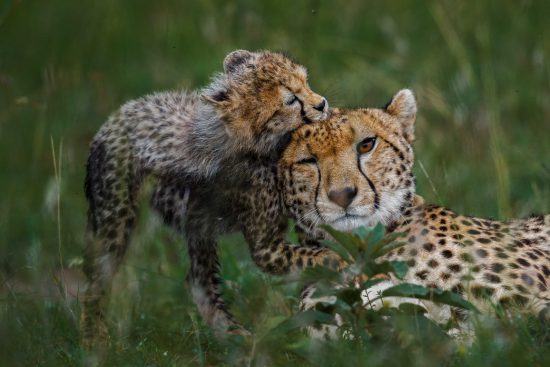 Tierwelt im Timbavati Reservat: Ein Gepard mit Nachwuchs