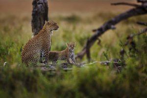 Dos leopardos sobre la rama de un árbol