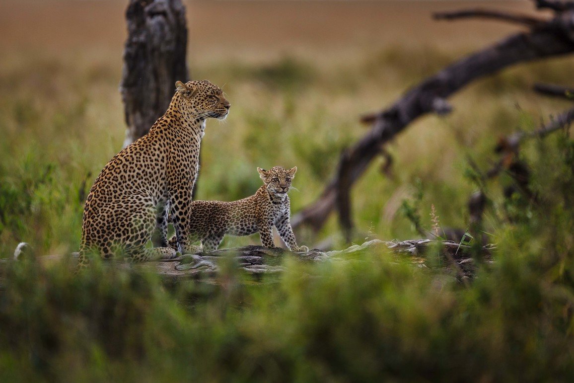 Leopard and her cub