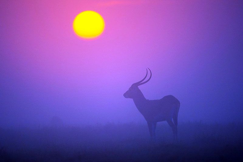 Silhueta de um kobus leche ao pôr do sol, arredores de Busanga Bush Camp