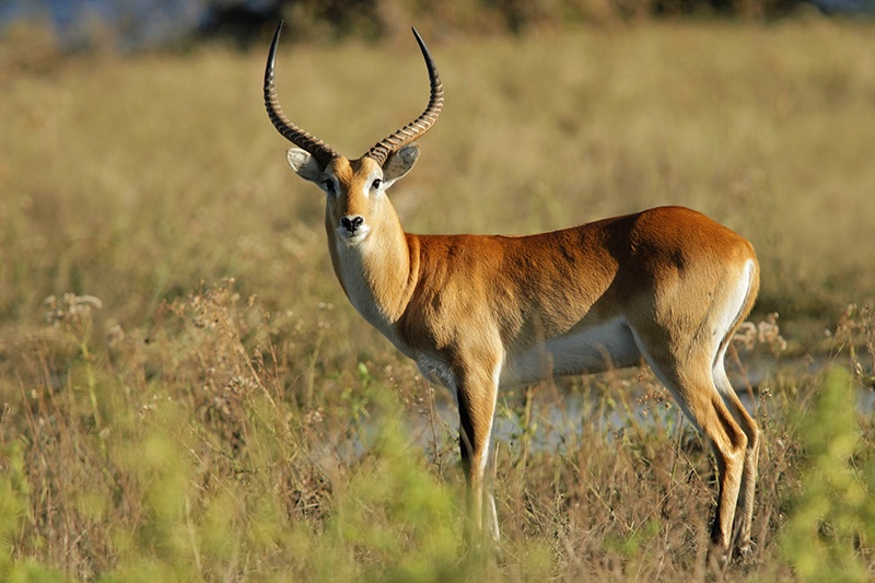 Um kobus leche macho é fotografado no Parque Nacional Chobe, Botsuana