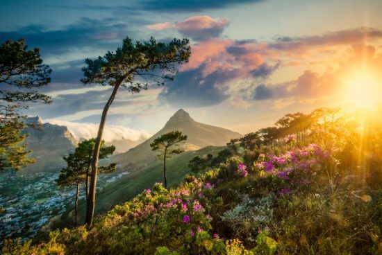 Lion's Head bei Sonnenuntergang vom Signal Hill aus - nach dem Regen in Kapstadt blühen die Blumen