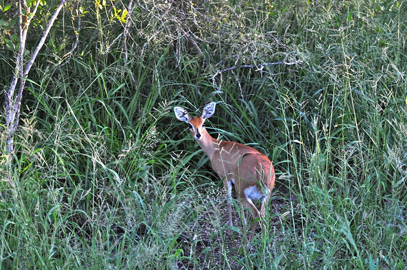 Duiker é visto nos arredores de Cheetah Plains.