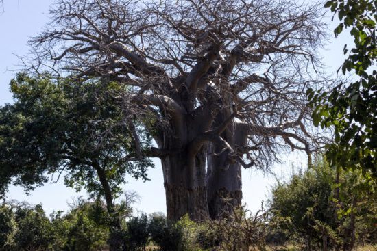 Ein Baobab-Baum im Gonarezhou Nationalpark