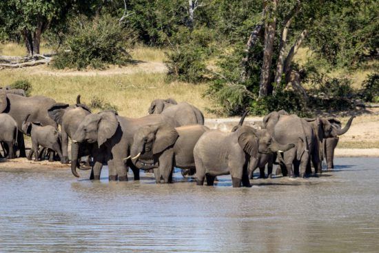 Eine Elefantenherde im Wasserloch