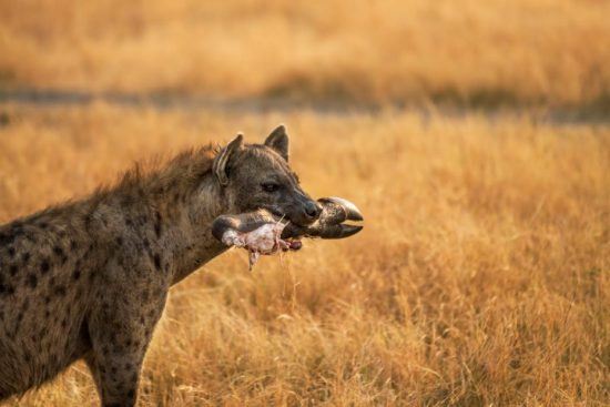 Las hienas son capaces de comer de todo, desde insectos hasta jirafas