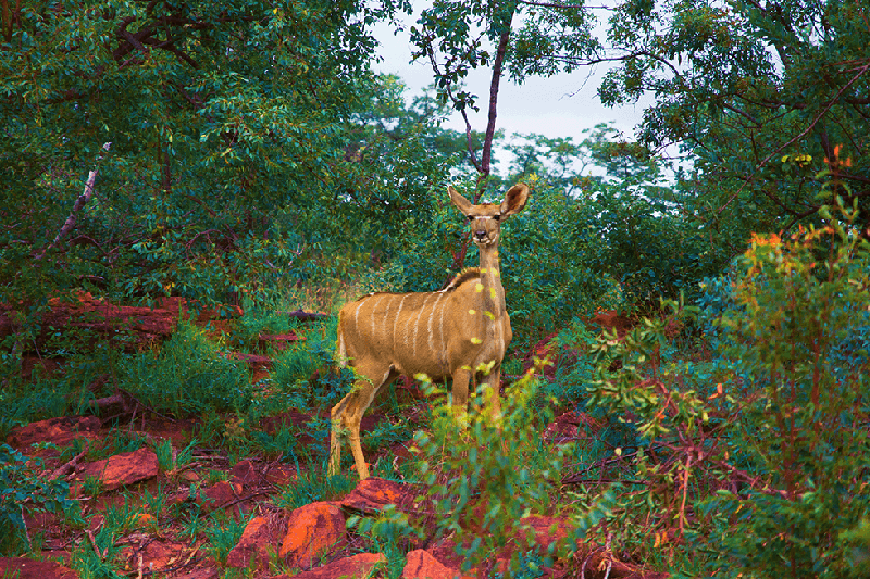 Kudu fêmea na Reserva Welgevonden, África do Sul. Foto: Nathalia Marangoni