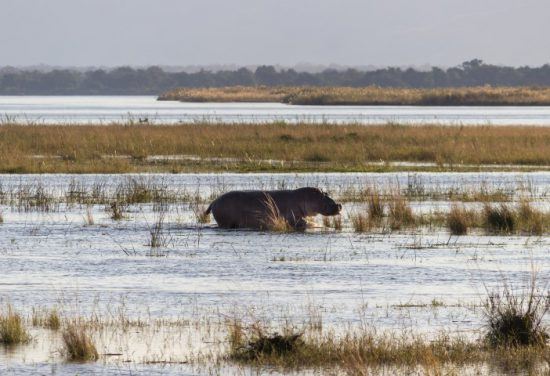 Flusspferd marschiert durchs Wasser in den Sümpfen im Mana Pools Nationalpark