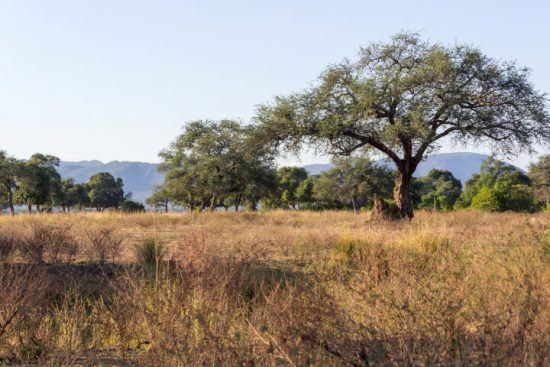 Wilde Natur im Mana Pools Nationalpark