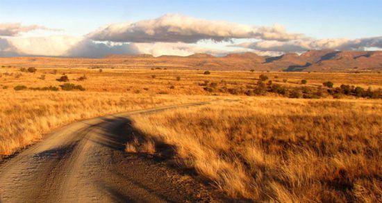 Ein schier endloses Meer von goldenen Feldern in der Karoo