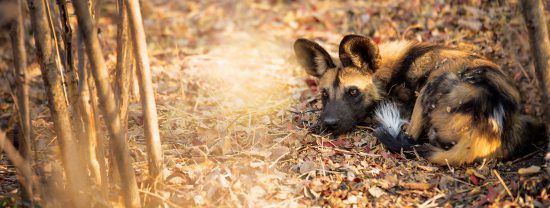 Ein Afrikanischer Wildhund ruht sich in einem Wald aus